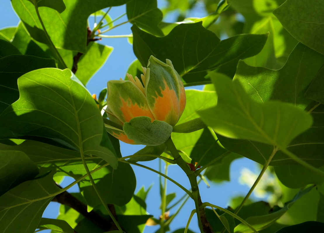 Изображение особи Liriodendron tulipifera.