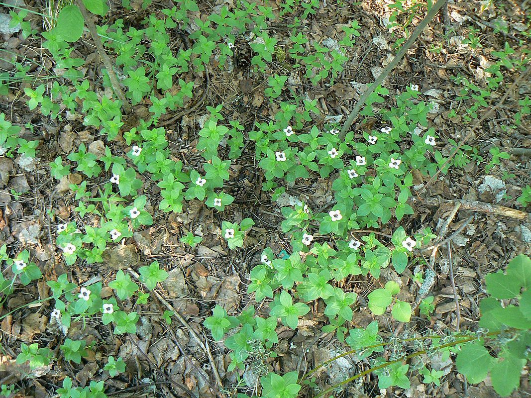 Изображение особи Chamaepericlymenum suecicum.