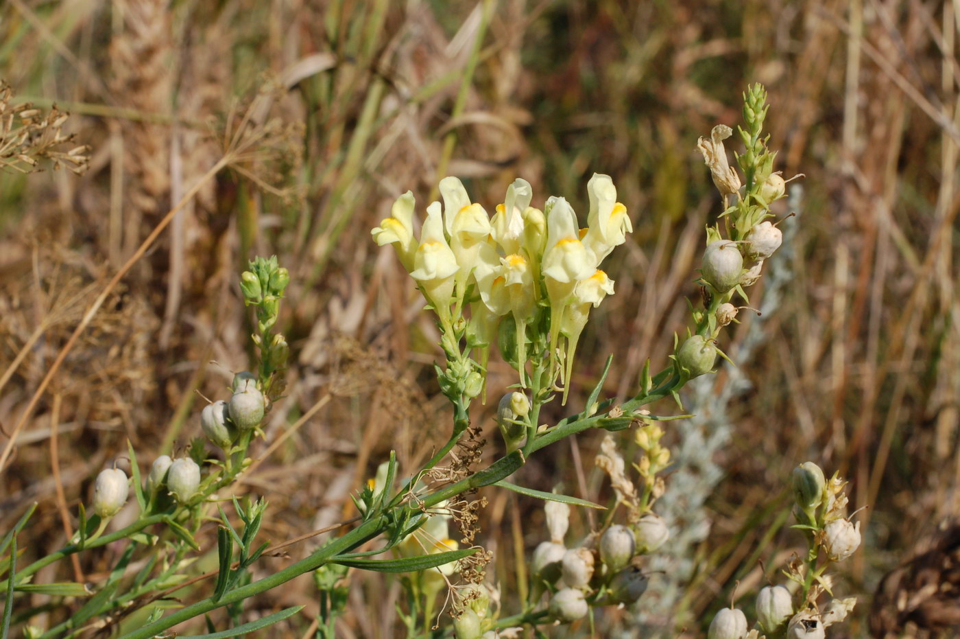 Изображение особи Linaria vulgaris.