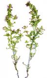 Pedicularis palustris