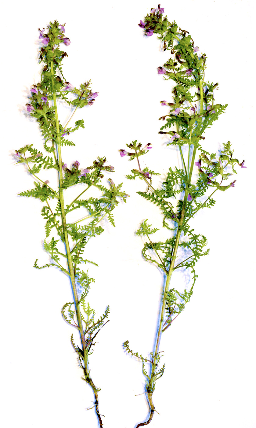 Изображение особи Pedicularis palustris.