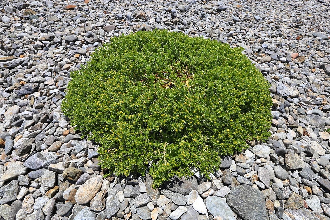 Image of Honckenya peploides ssp. major specimen.