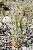 Hordeum leporinum