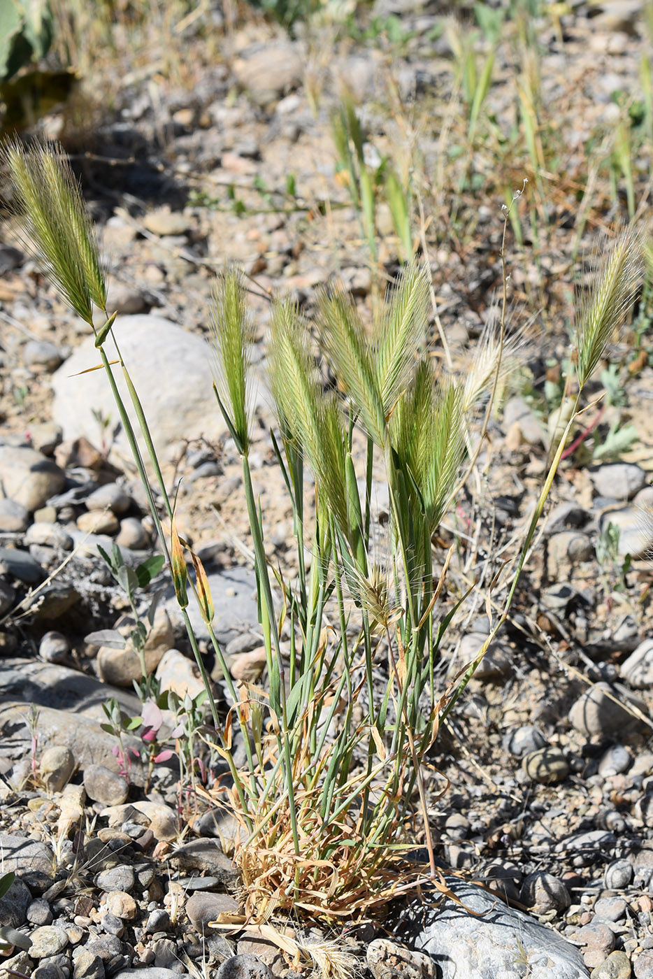 Изображение особи Hordeum leporinum.