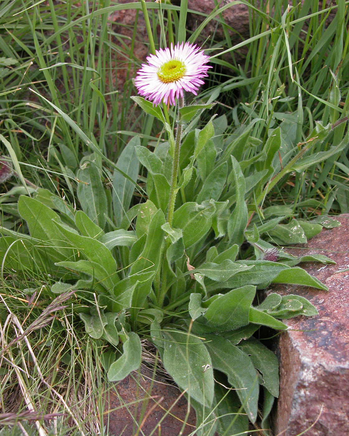 Изображение особи род Erigeron.