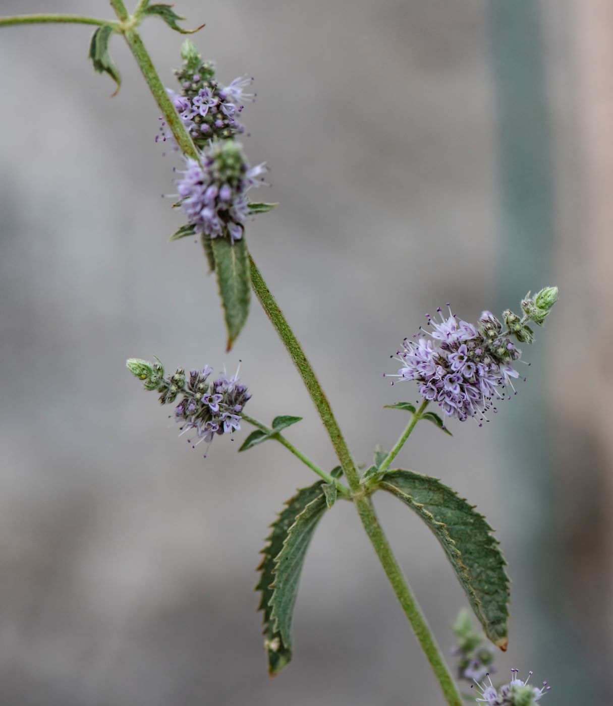 Image of Mentha asiatica specimen.