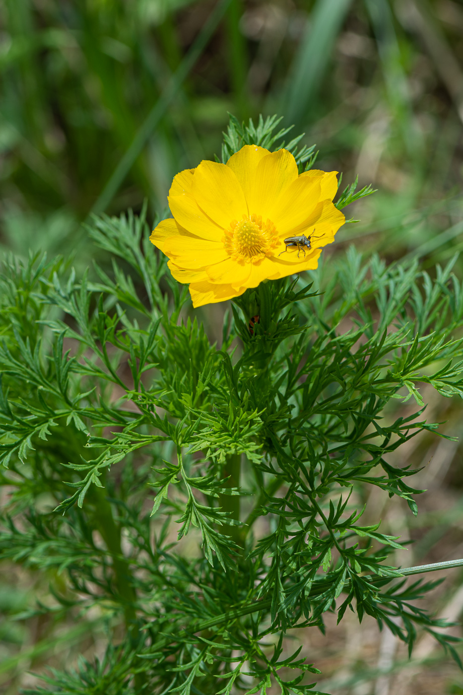 Image of Adonis apennina specimen.