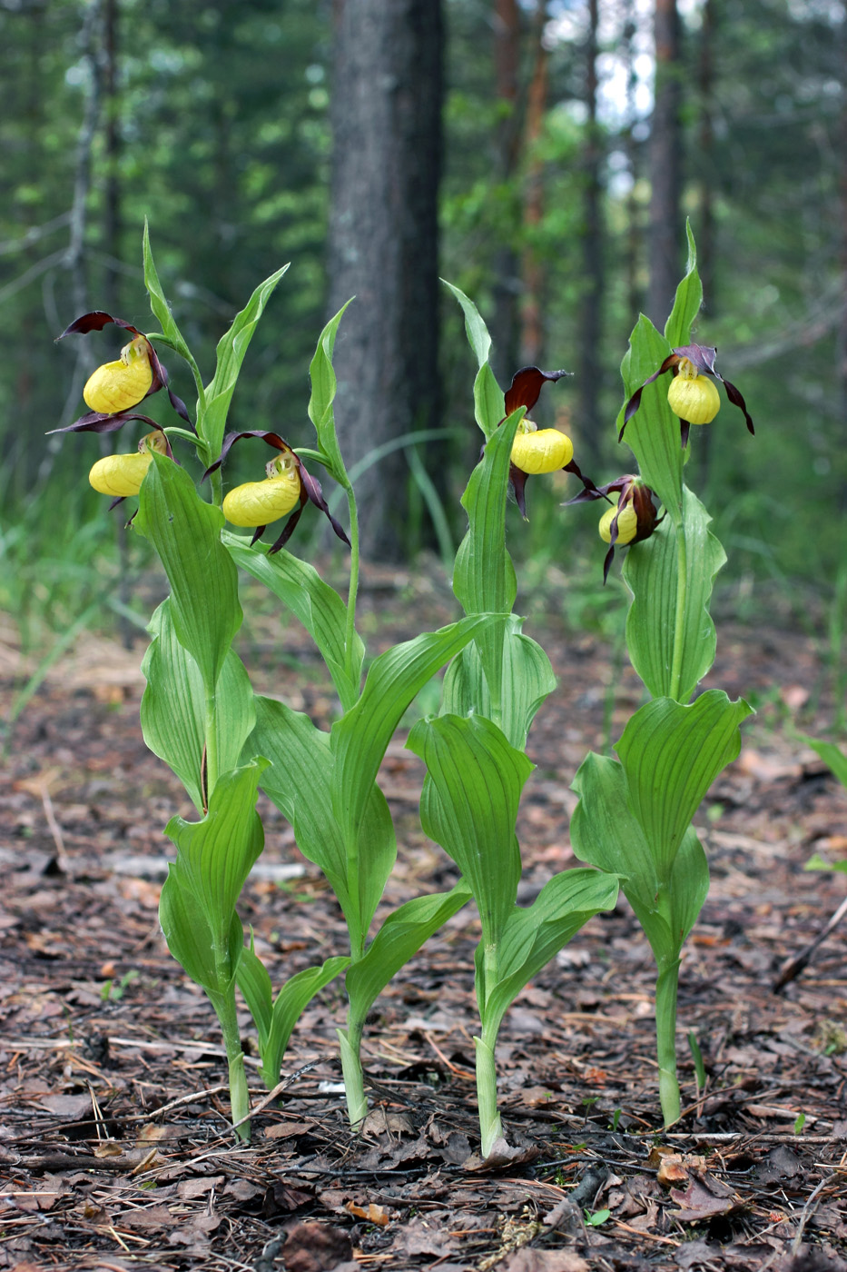 Изображение особи Cypripedium calceolus.