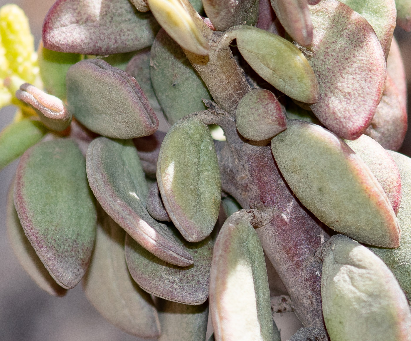 Image of Peperomia nivalis var. lepadiphylla specimen.