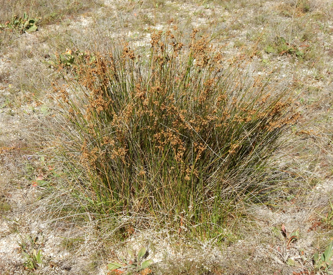 Изображение особи Juncus maritimus.