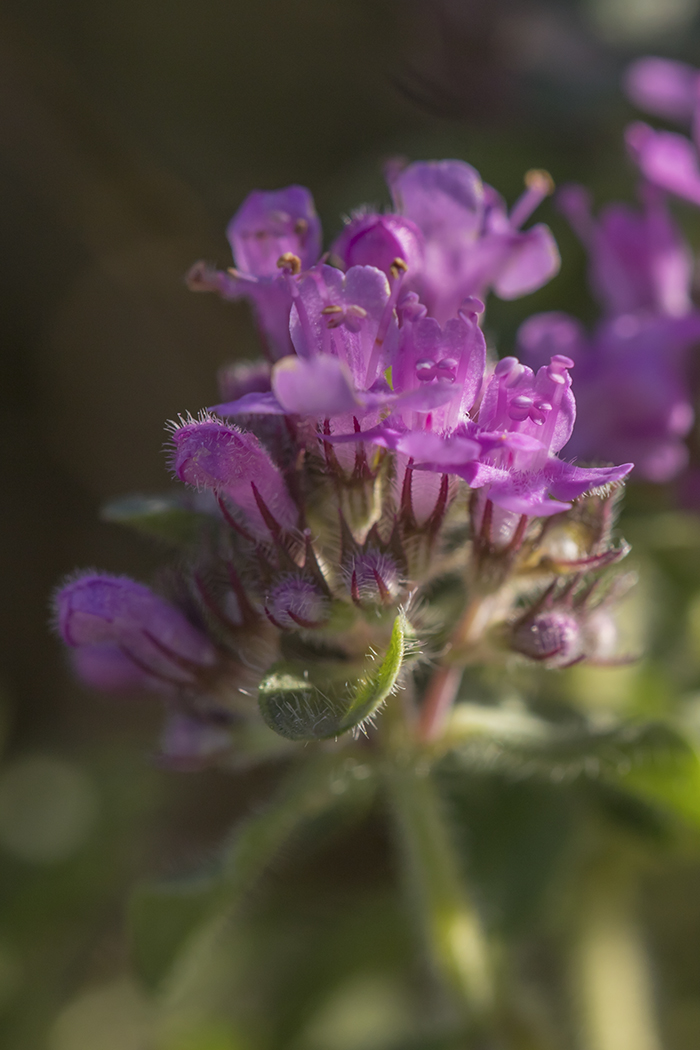 Image of Thymus nummularius specimen.