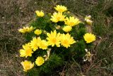 Adonis vernalis