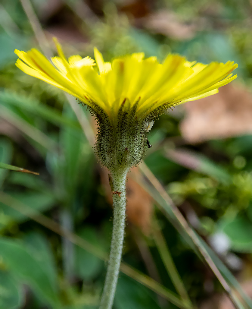 Изображение особи Pilosella officinarum.