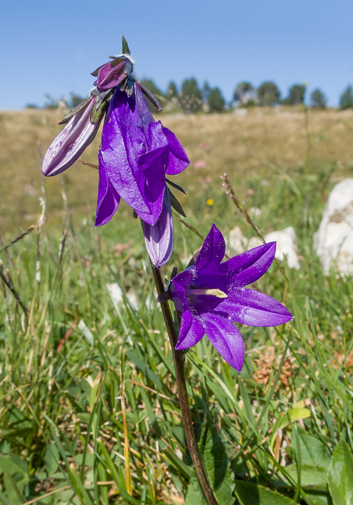 Изображение особи Campanula collina.