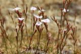 Acantholimon nuratavicum. Соцветия. Узбекистан, хребет Нуратау, Нуратинский заповедник, урочище Хаятсай, каменистый склон, около 1500 м н.у.м. 23.07.2014.