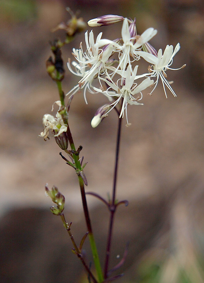 Image of Silene foliosa specimen.