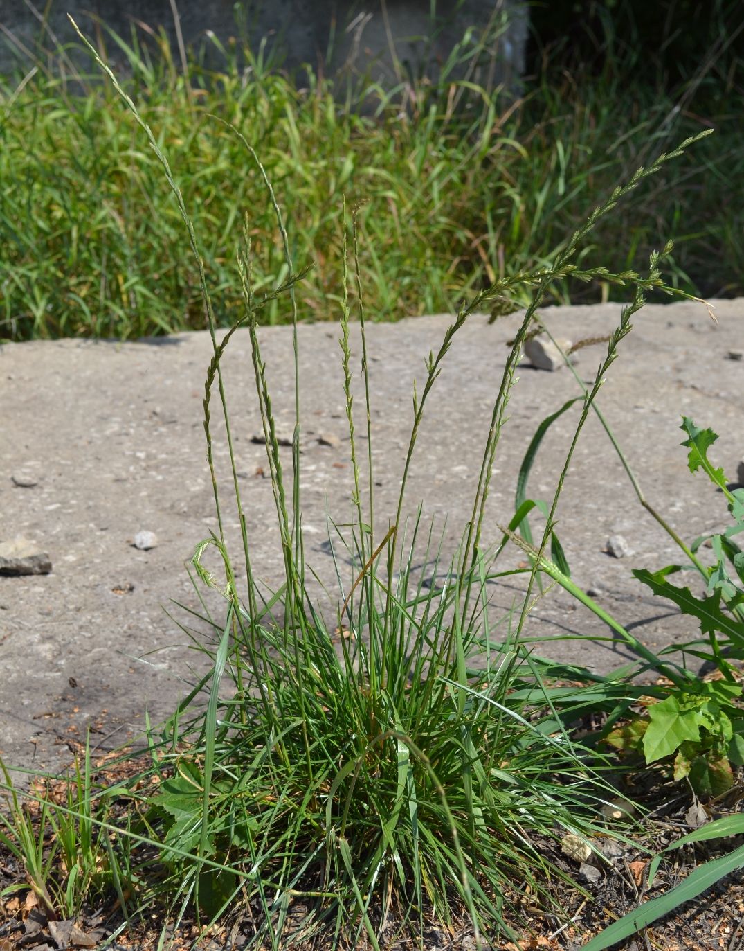 Image of Lolium perenne specimen.