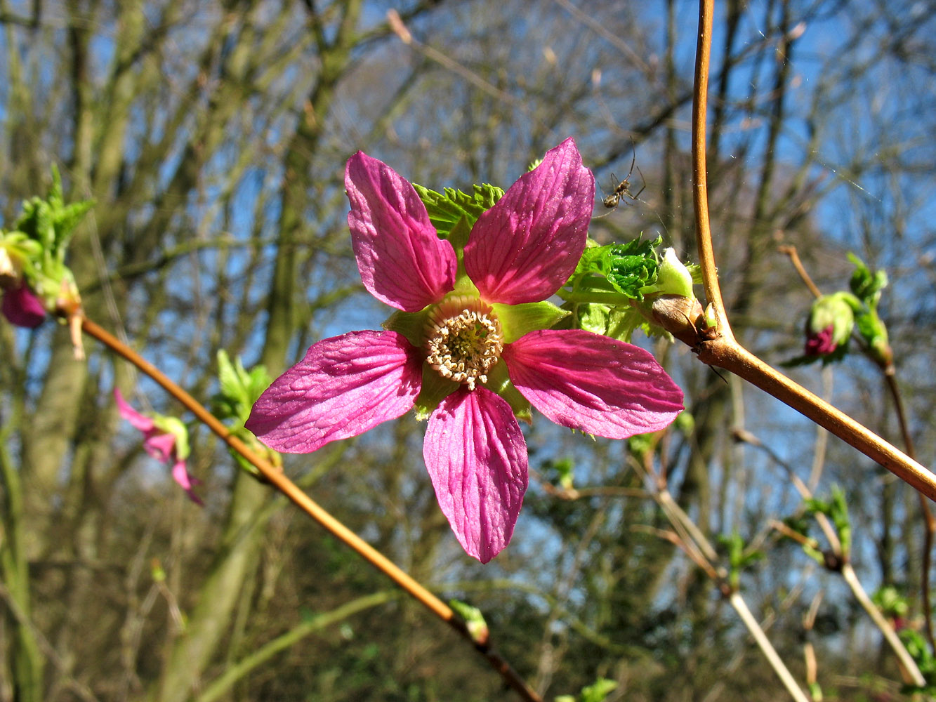 Image of Rubus spectabilis specimen.