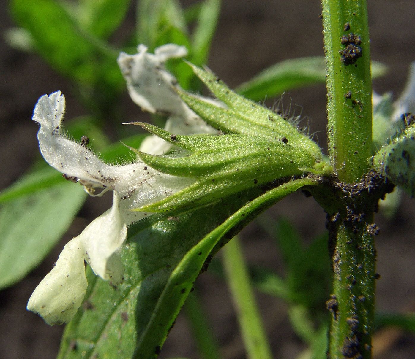 Image of Stachys annua specimen.