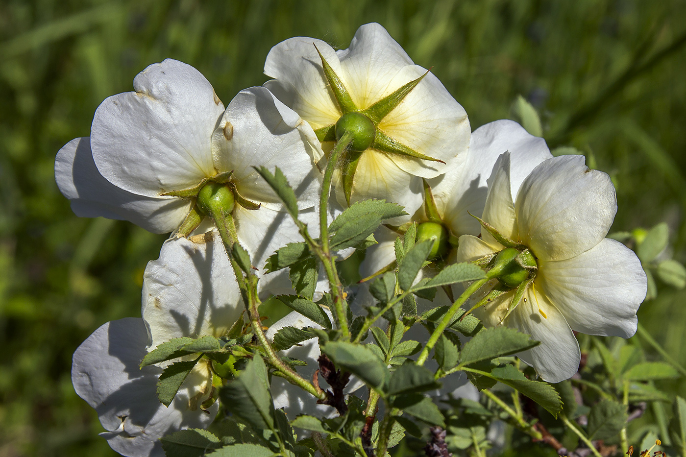 Image of Rosa spinosissima specimen.