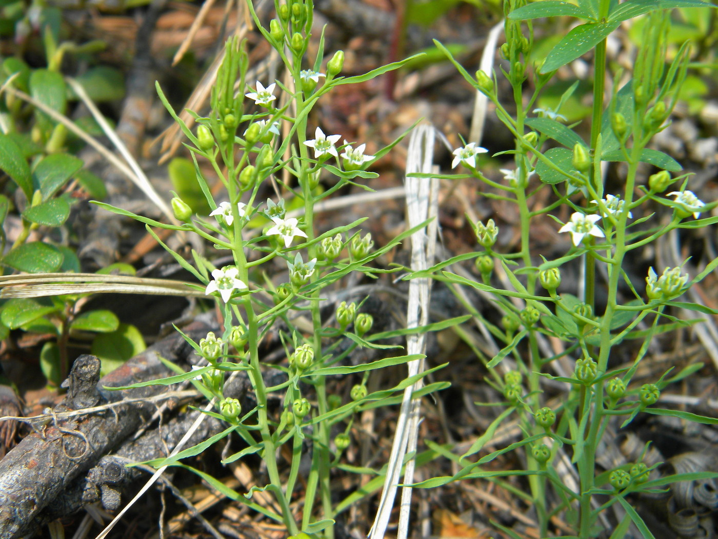 Изображение особи Thesium repens.