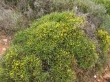 Genista acanthoclada. Цветущее растение. Греция, о. Родос, окр. деревни Хараки, маквис. 5 мая 2011 г.