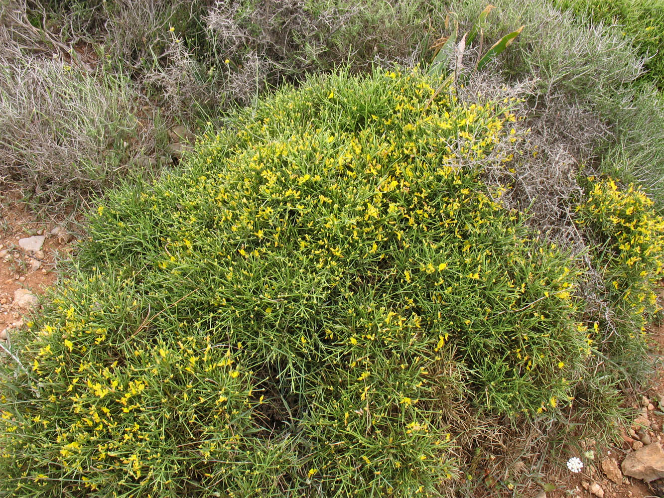 Image of Genista acanthoclada specimen.
