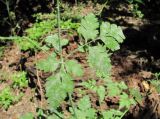 Physocaulis nodosus