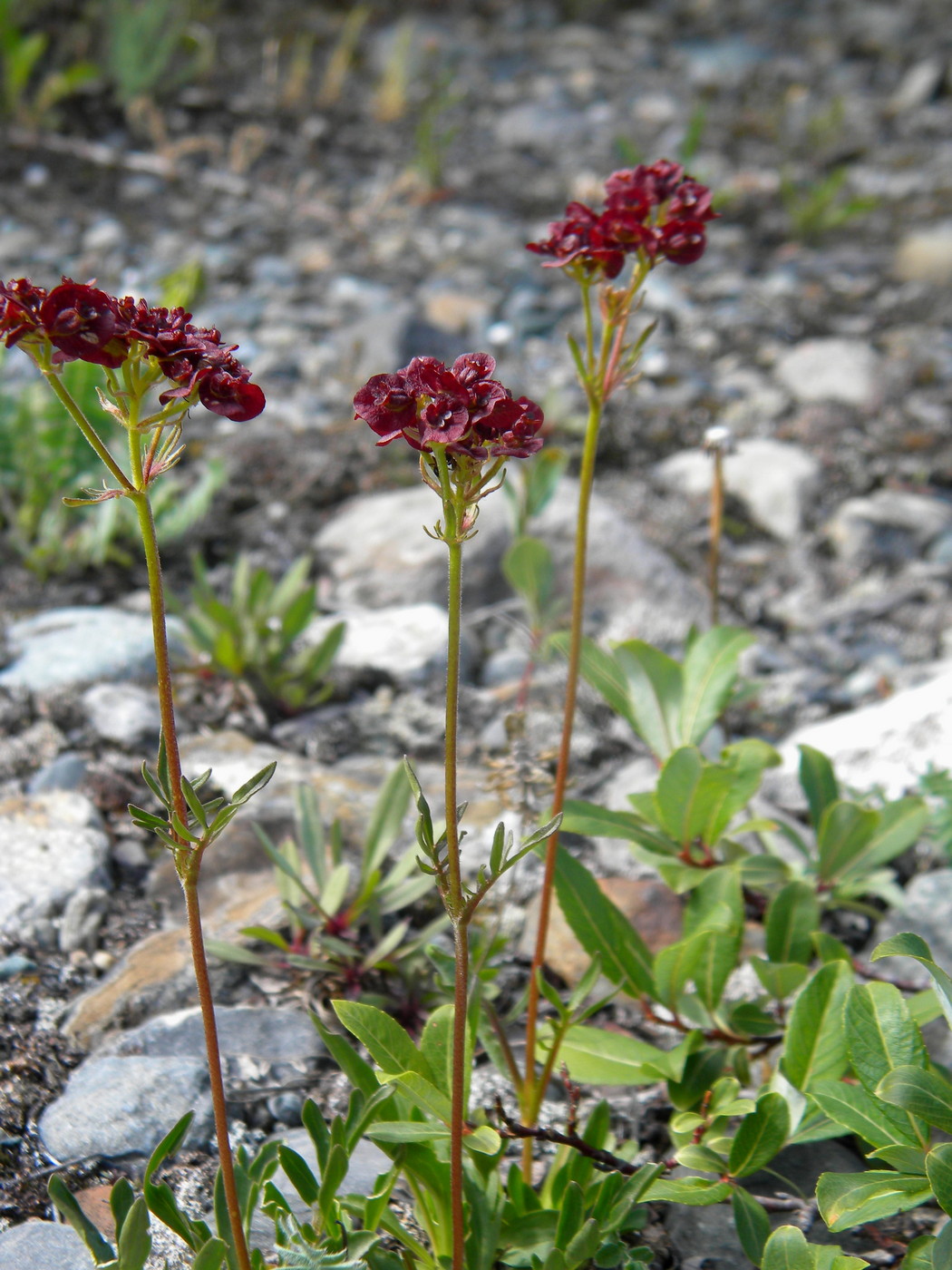 Image of Patrinia sibirica specimen.