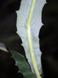 Saussurea parviflora. Часть побега с частью нижнего стеблевого листа снятого с нижней стороны. Республика Алтай, Шебалинский р-н, северный макросклон г. Соловковая, около 550 м н.у.м., смешанный лес. 28.07.2010.
