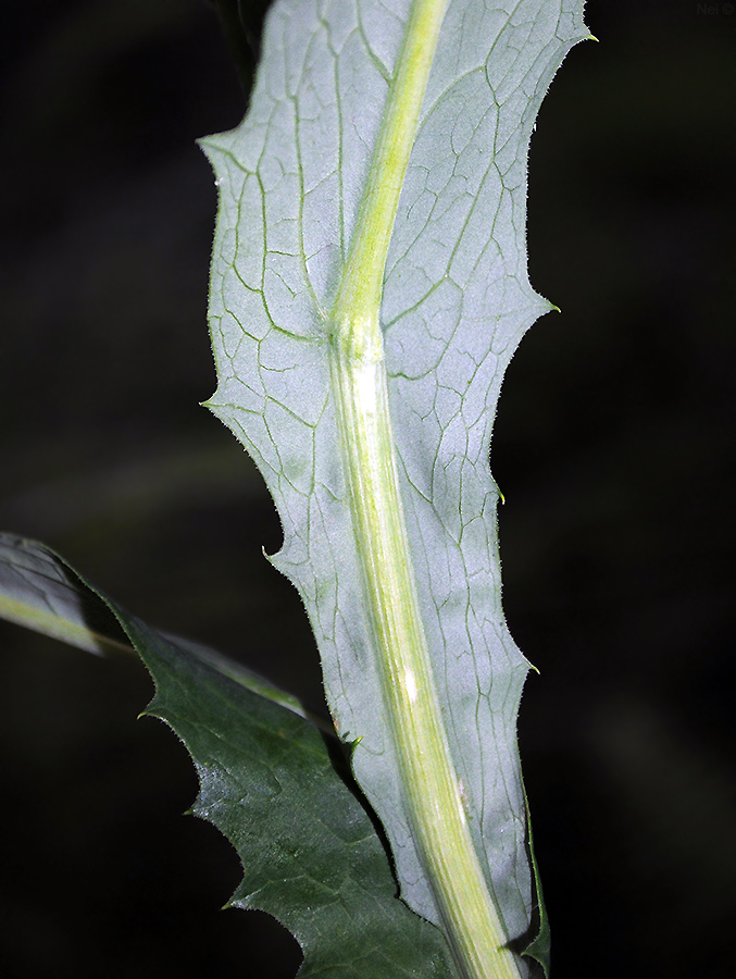 Image of Saussurea parviflora specimen.
