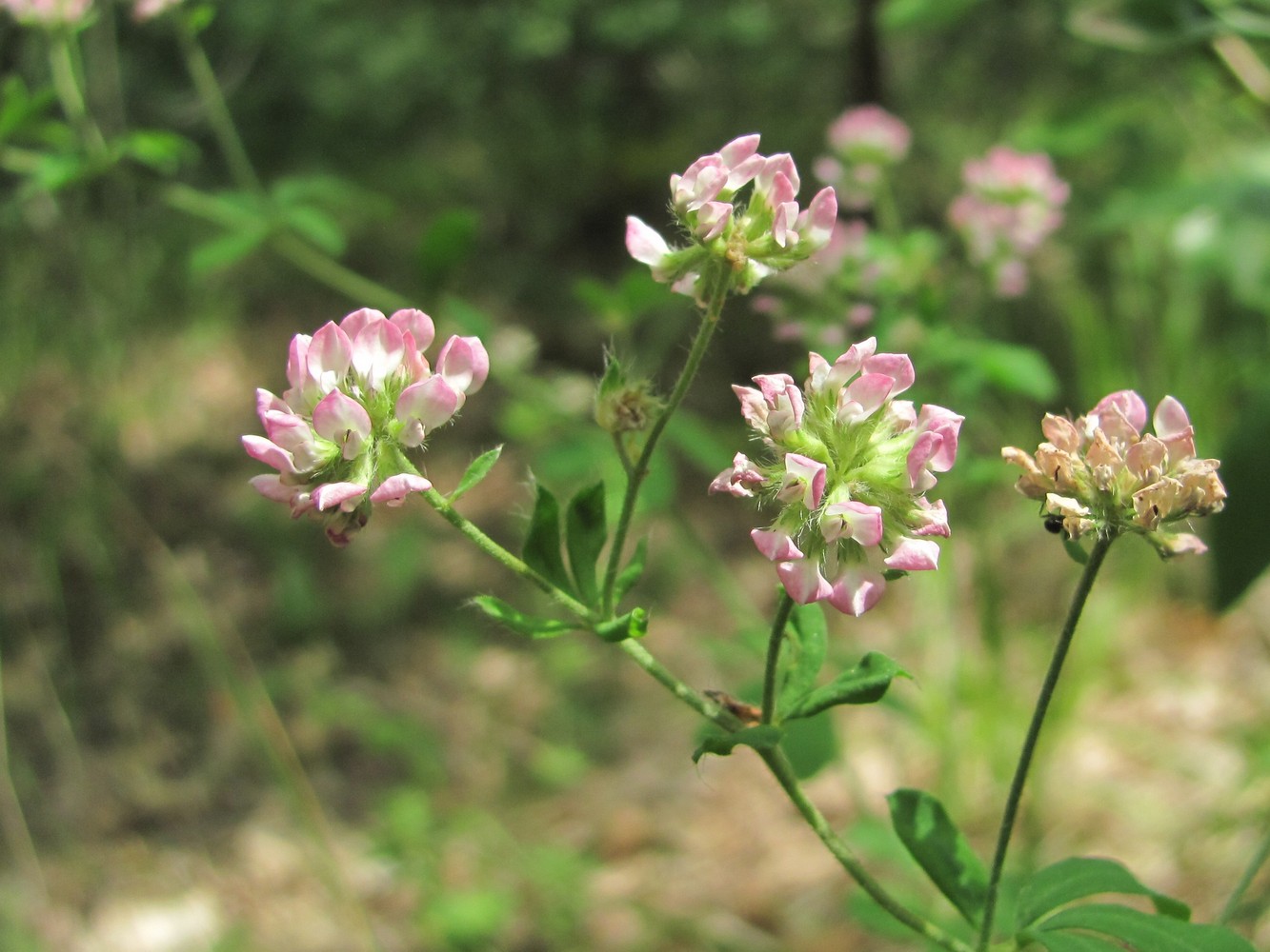 Изображение особи Dorycnium herbaceum.