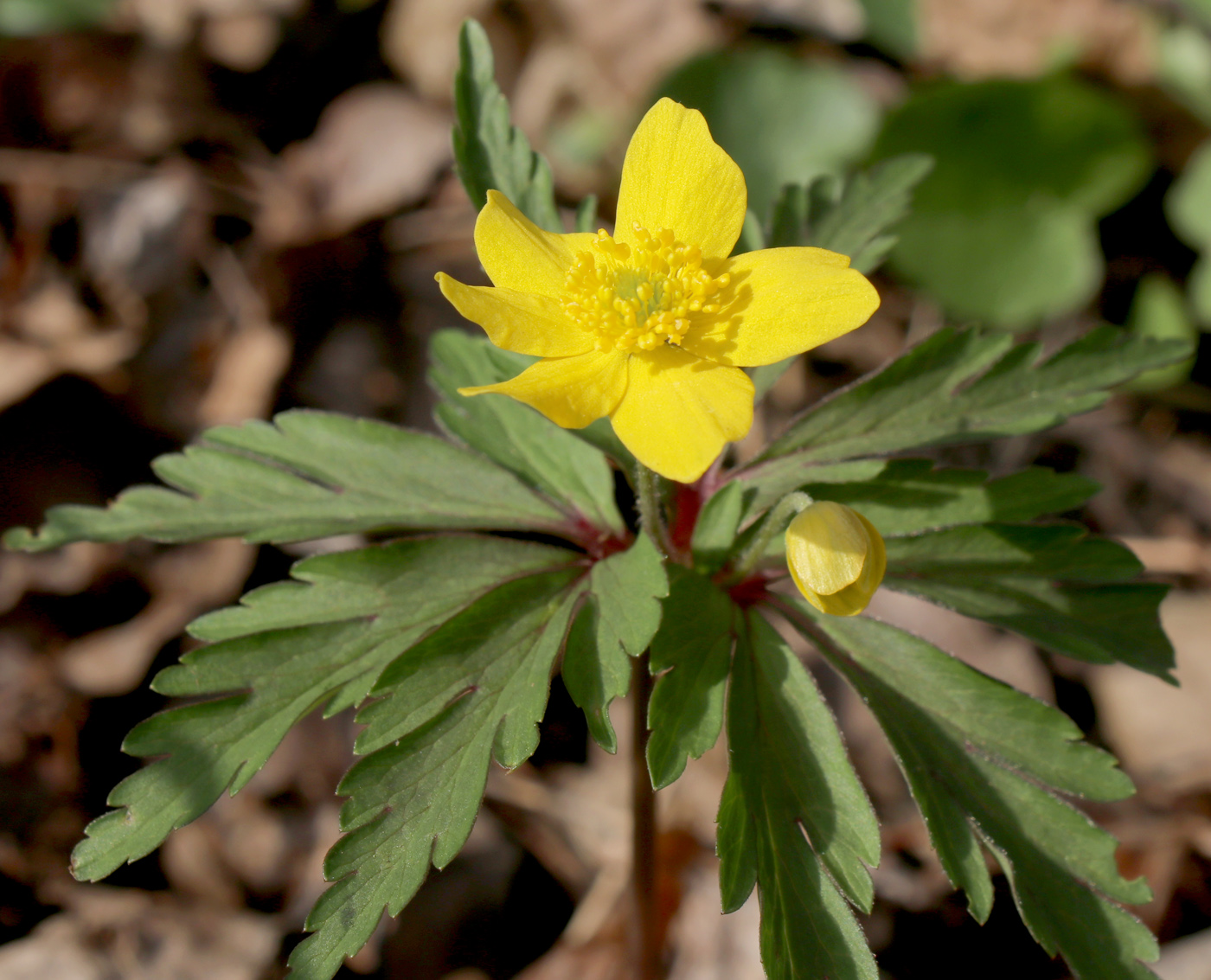 Изображение особи Anemone ranunculoides.