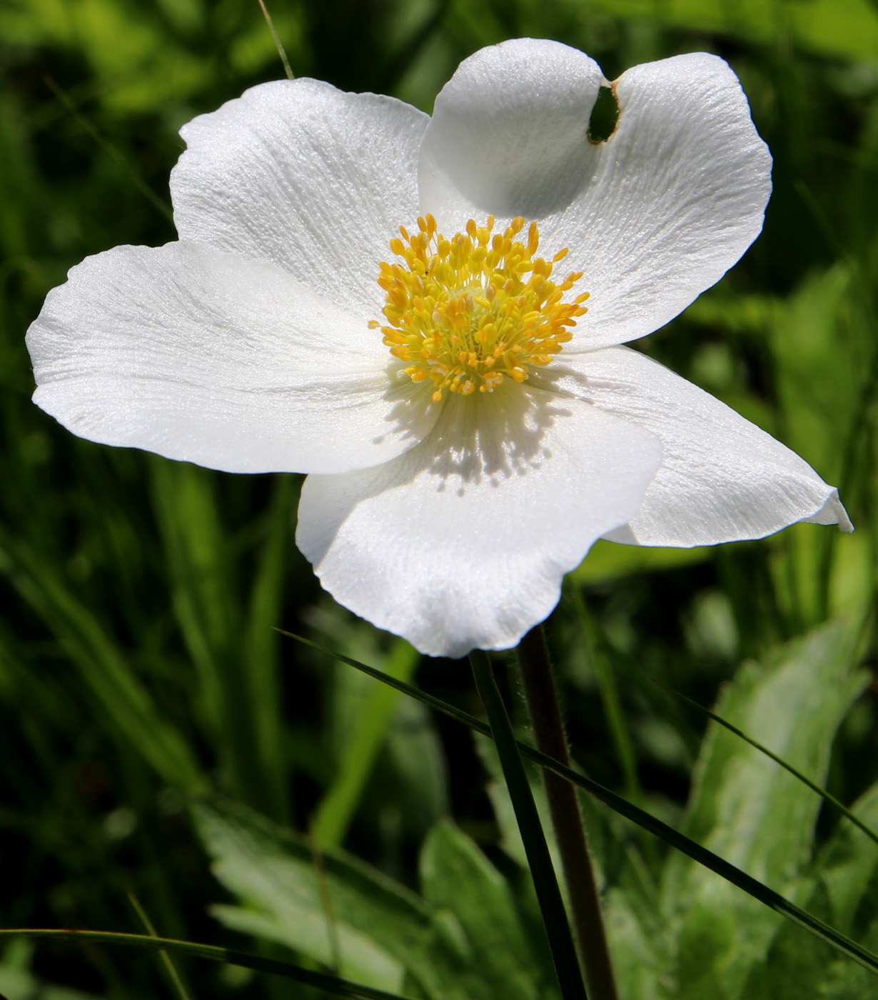 Изображение особи Anemone sylvestris.