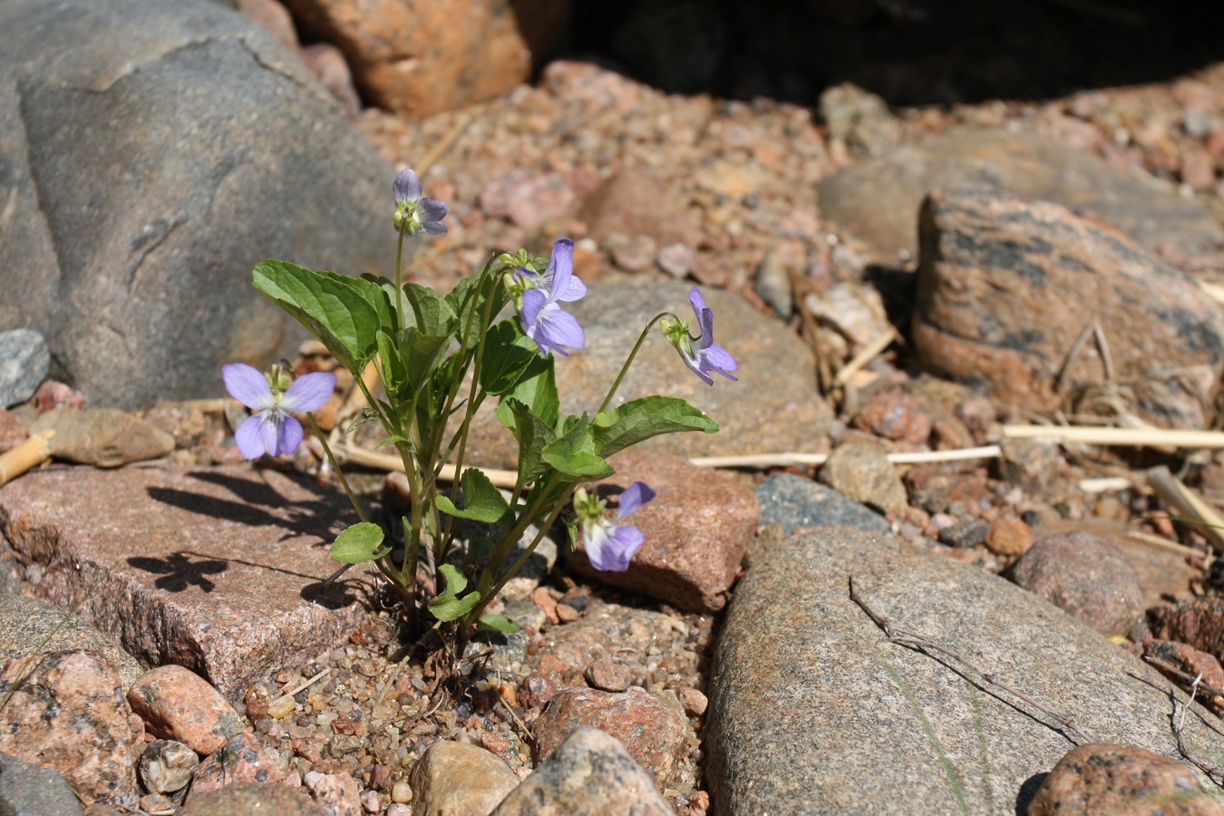 Изображение особи Viola × litoralis.