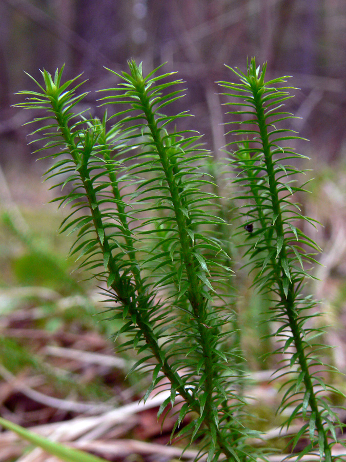 Изображение особи Lycopodium annotinum.