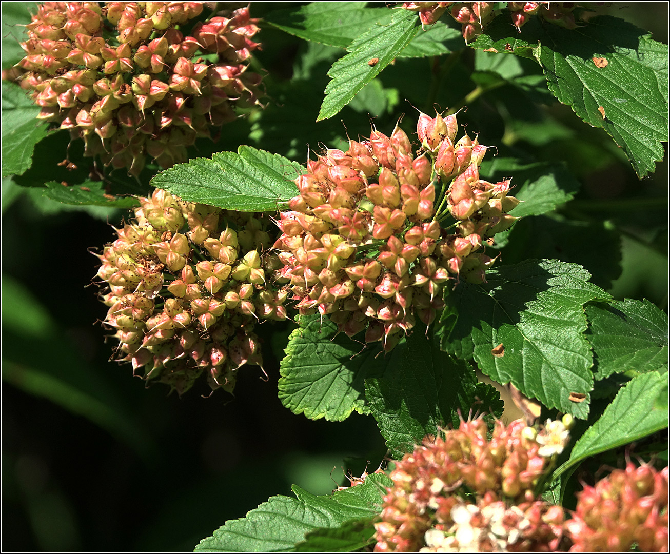 Image of Physocarpus opulifolius specimen.