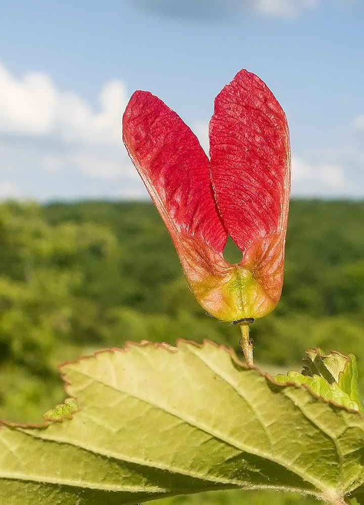 Image of Acer tataricum specimen.