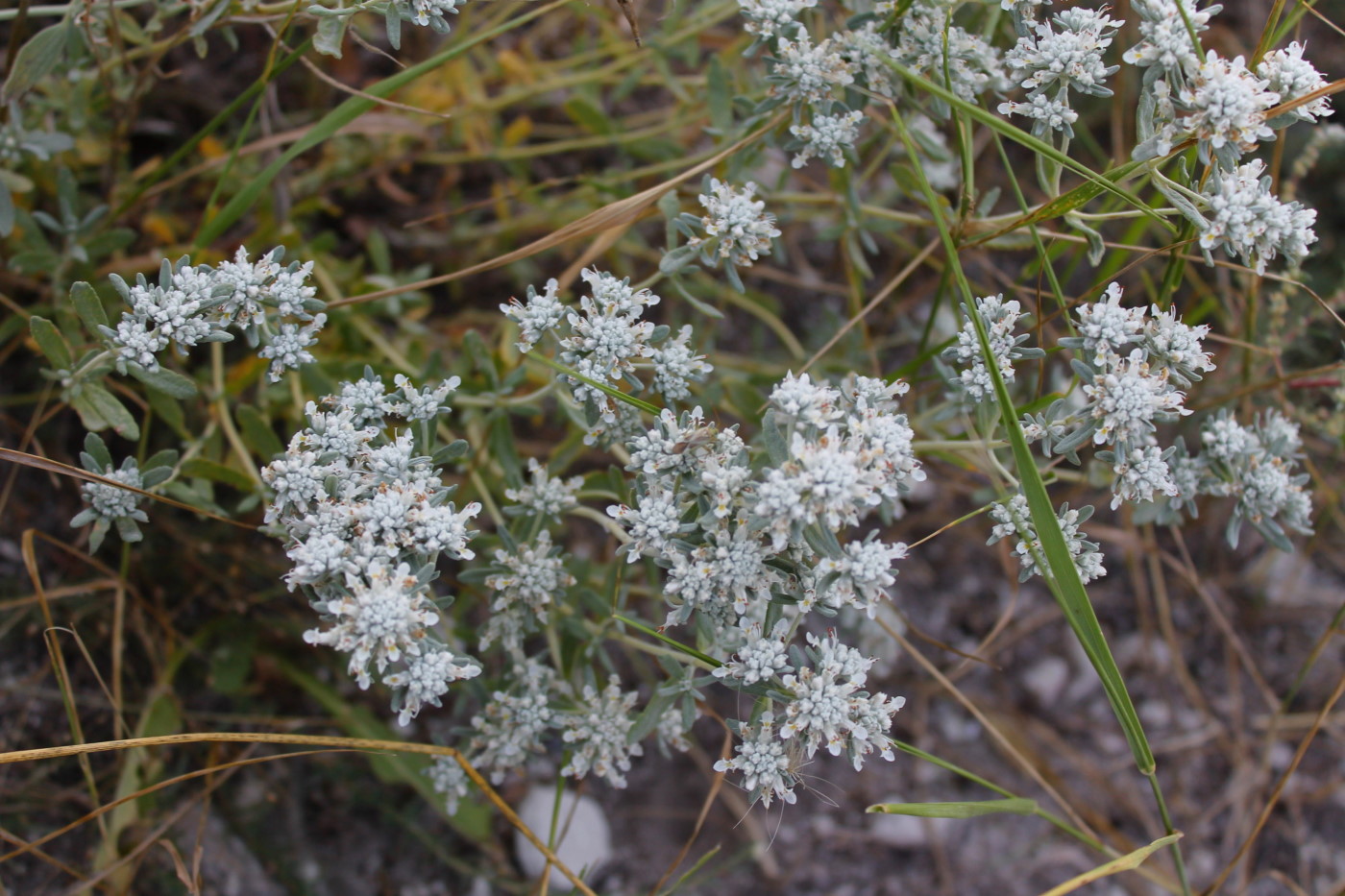 Image of Teucrium capitatum specimen.