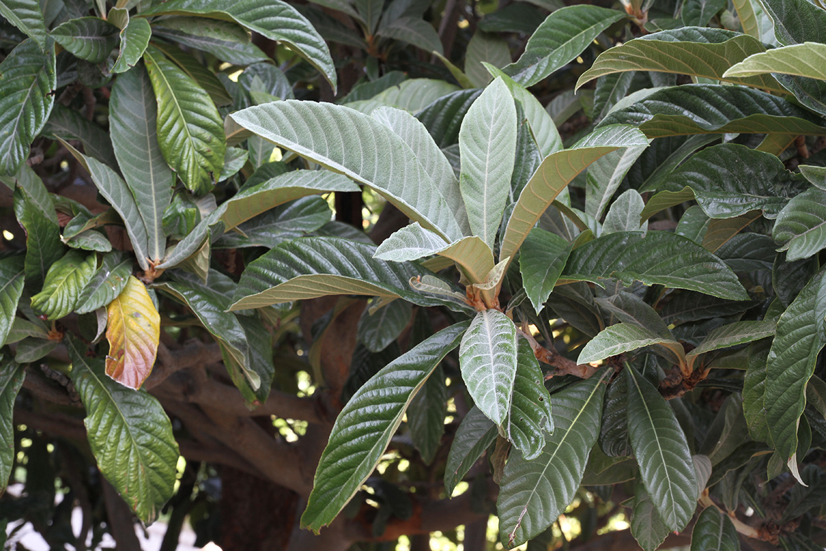 Image of Eriobotrya japonica specimen.