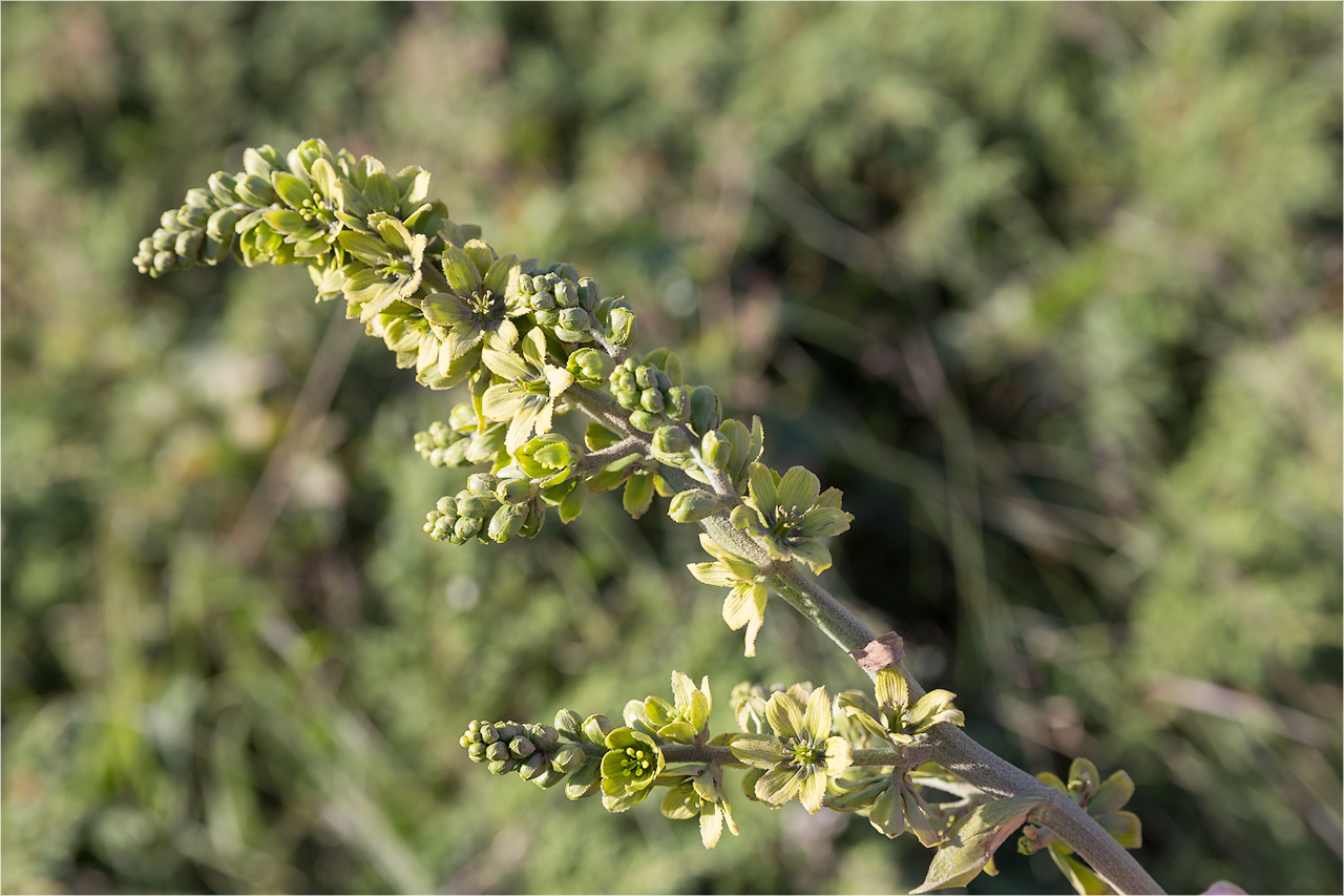 Изображение особи Veratrum lobelianum.