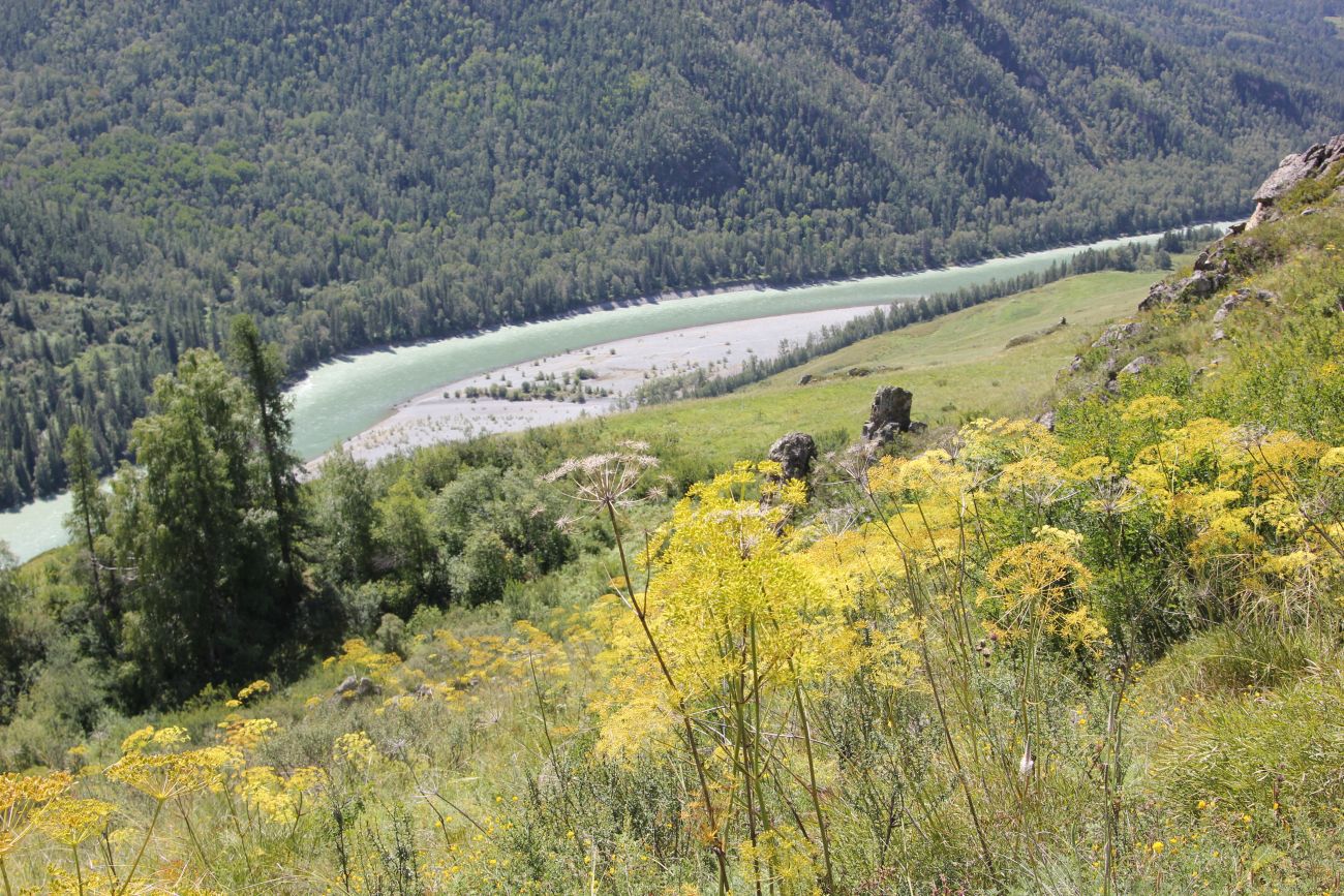 Изображение особи Peucedanum morisonii.