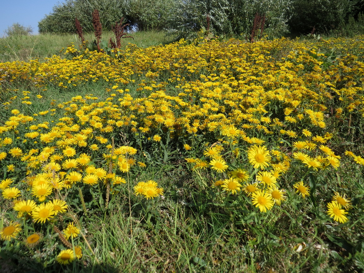 Изображение особи Inula britannica.