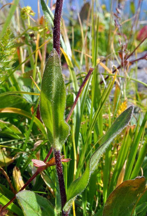 Image of Erigeron flaccidus specimen.