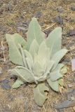 Verbascum songaricum