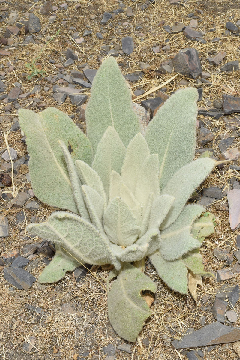 Изображение особи Verbascum songaricum.