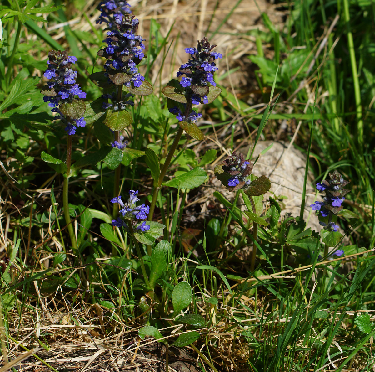 Image of Ajuga reptans specimen.