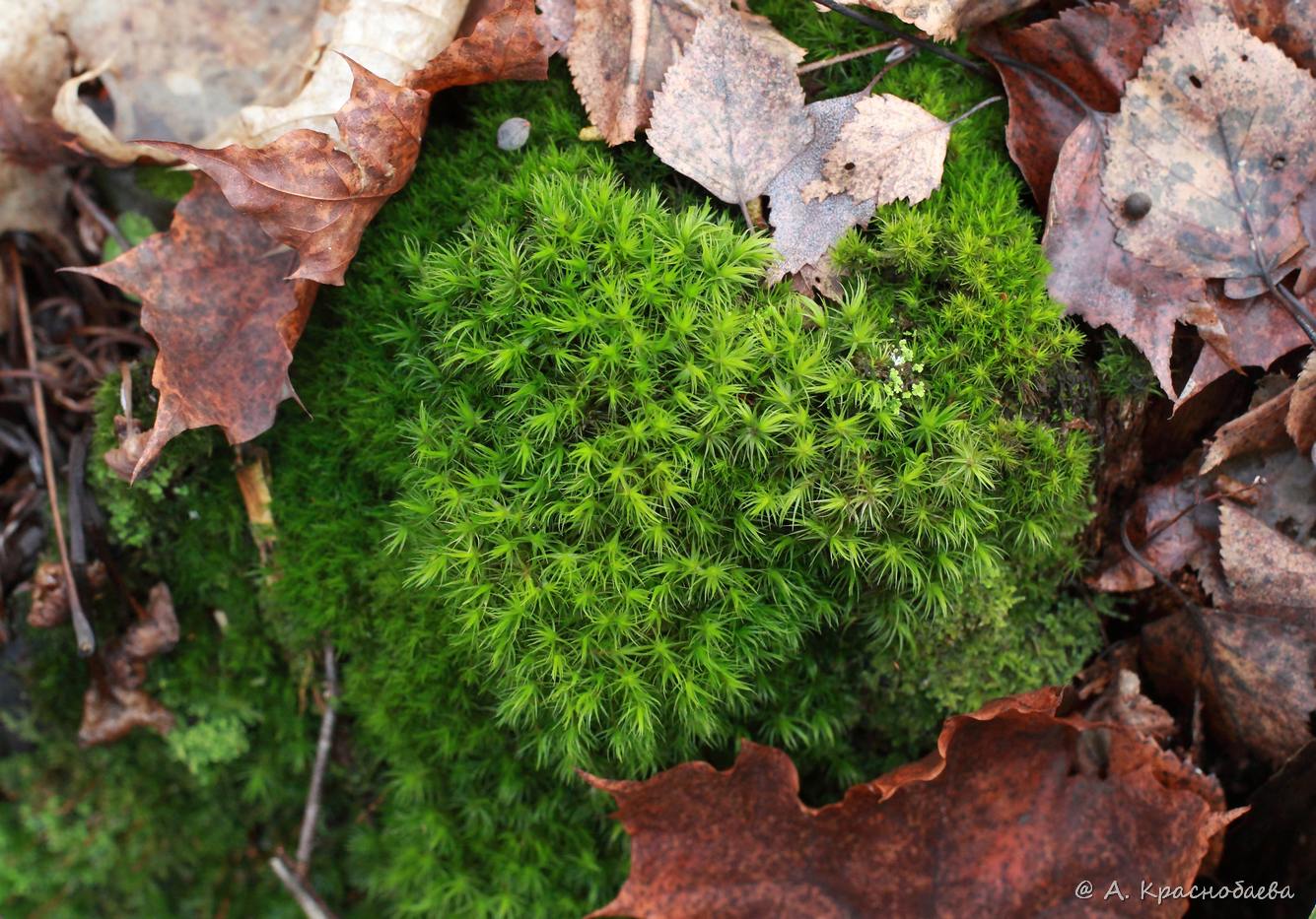 Image of Dicranum scoparium specimen.