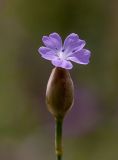 Petrorhagia prolifera