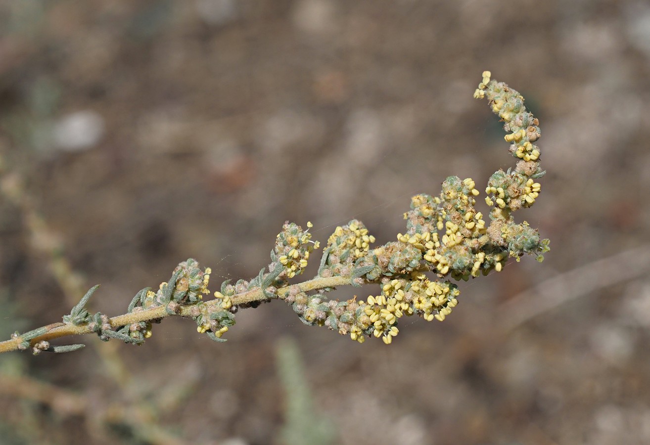 Изображение особи Bassia prostrata.